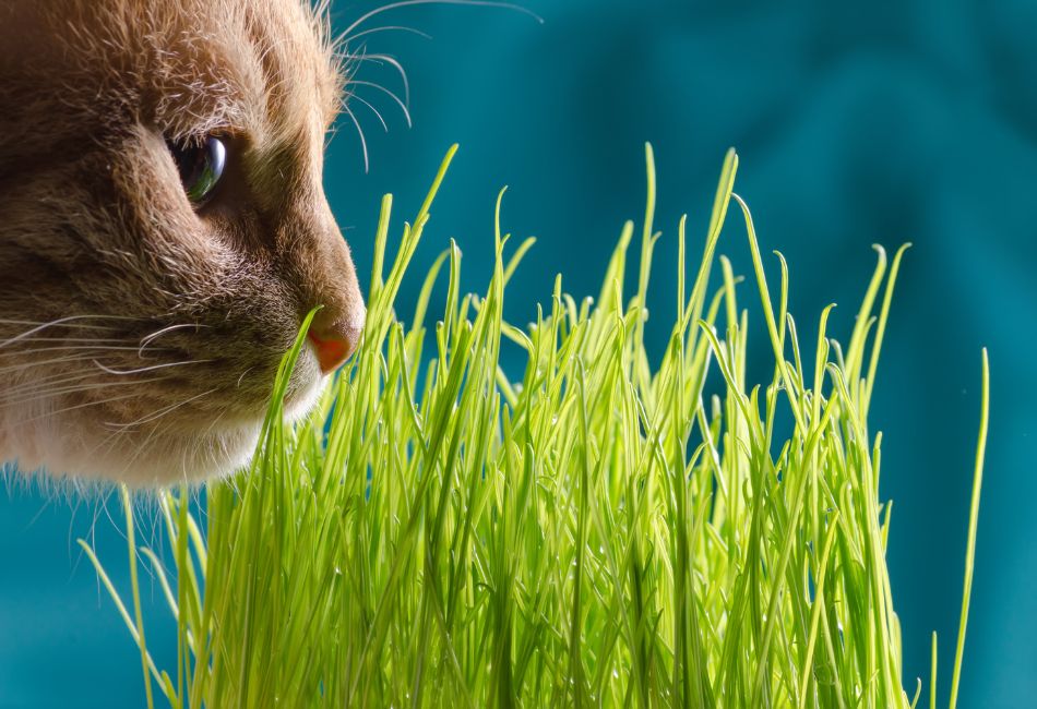 cat grass benefits