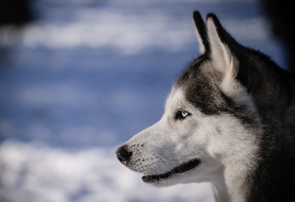 how long do Siberian huskies live