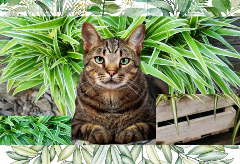 spider plant cats2-3