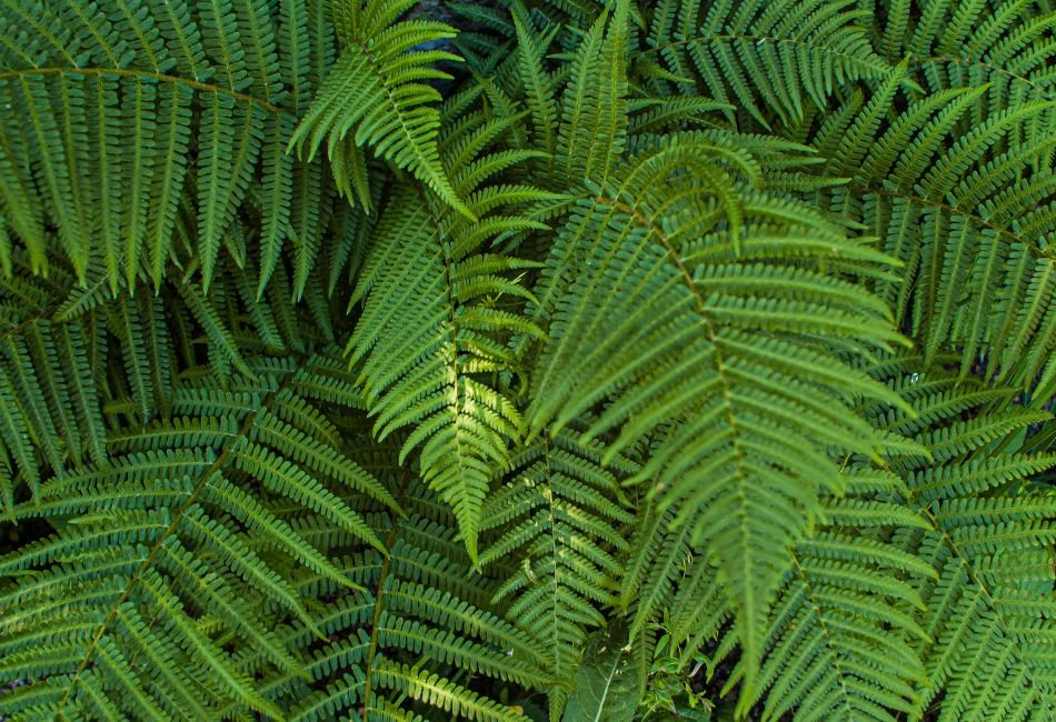 are boston ferns toxic to cats