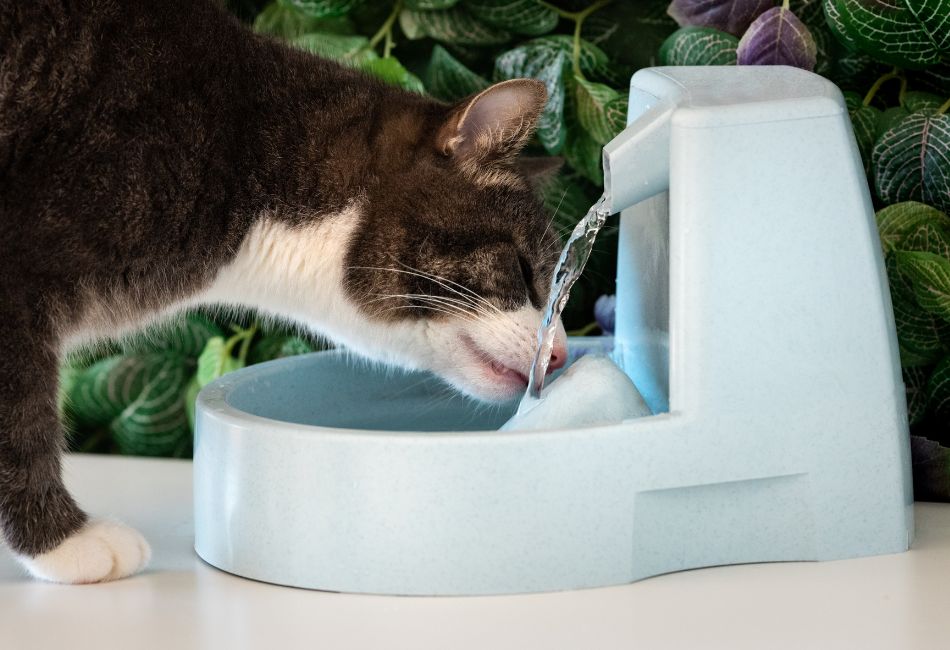 best water for cats