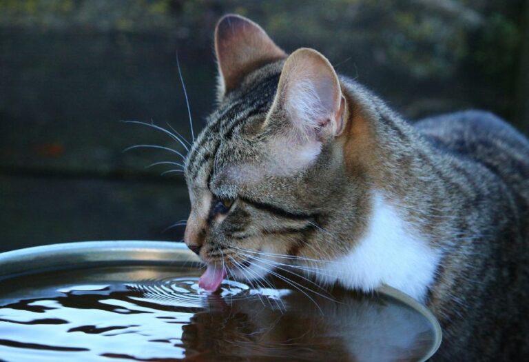 how long can cats go without drinking water