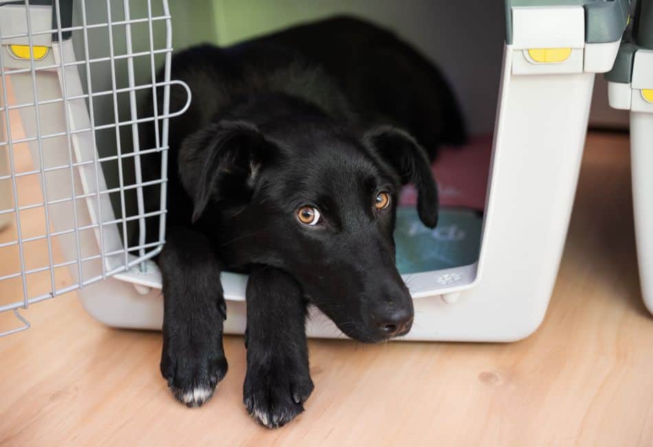 benefits of crate training