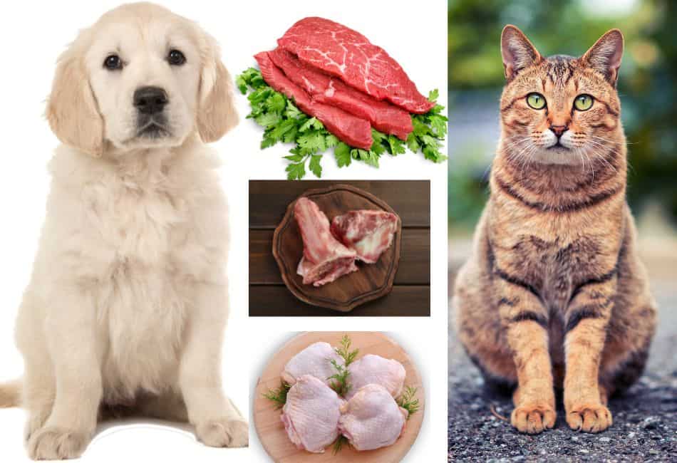 health benefits of a raw food diet for dogs