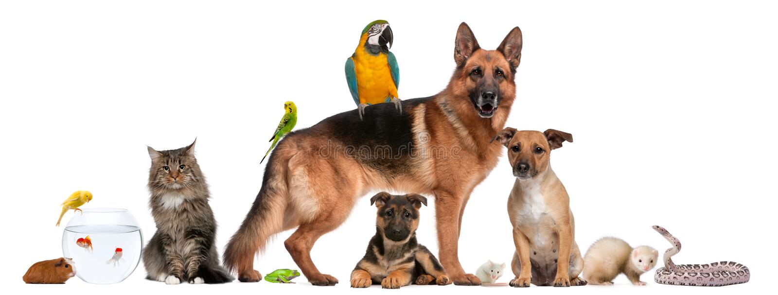 group-pets-sitting-front-white-background-19571764